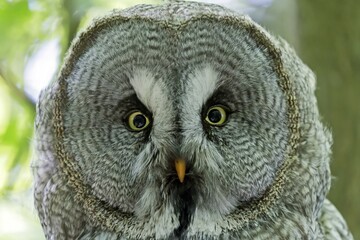 Great grey owl, (Strix nebulosa) portrait, captive, Germany, Europe