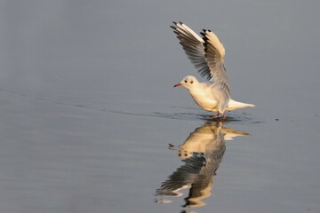 Black-headed gull (Larus ridibundus) in water with outspread wings, Schleswig-Holstein, Germany, Europe