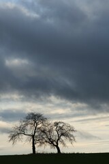 Bare fruit trees at dusk, Karsberg, Upper Franconia, Bavaria, Germany, Europe