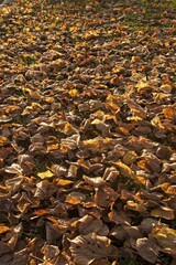 Fallen autumnal leaves of a Large-leaved Lime (Tilia platyphyllos), Bavaria, Germany, Europe
