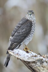 Eurasian Sparrowhawk (Accipiter nisus), adult female perched on snow-covered deadwood, Hesse, Germany, Europe