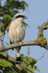 Red-backed Shrike (Lanius collurio)