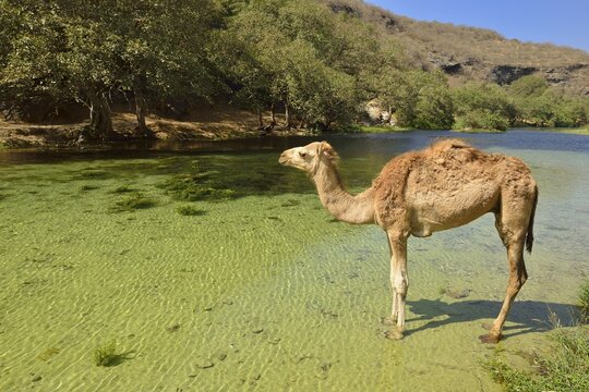 Arabian camel (Camelus dromedarius), standing in a river at Wadi Darbat, Dhofar, Oman, Arabia, Asia