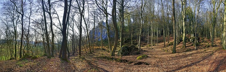 Beech forest Panorama in spring, Wellheim, Naturpak Altmühltal, Bavaria, Germany, Europe
