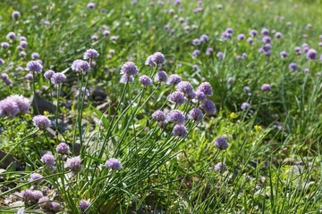 Fototapeta premium Wild flowering Garlic (Allium sativum) on the banks of the Elbe, Meissen, Saxony, Germany, Europe