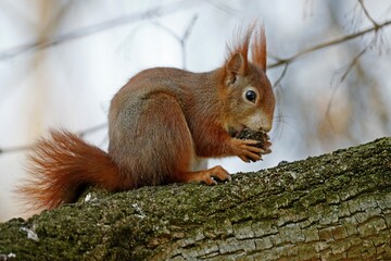 Eurasian red squirrel (Sciurus vulgaris) sits on a branch and eats, Germany, Europe