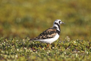 Ruddy Turnstone (Arenaria interpres), Tundra, Norway, Europe