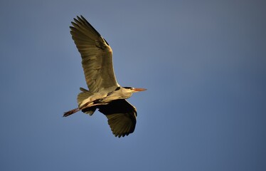 Grey Heron (Ardea cinerea) in flight, Baden-Württemberg, Germany, Europe