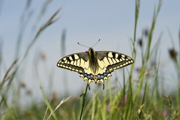 Old world swallowtail (Papilio machaon), Badberg nature reserve, Kaiserstuhl mountain range,...