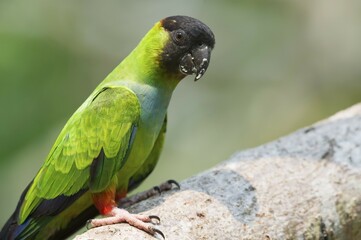 Black-hooded Parakeet, Nanday Parakeet (Aratinga nenday), Pantanal, Mato Grosso, Brazil, South America