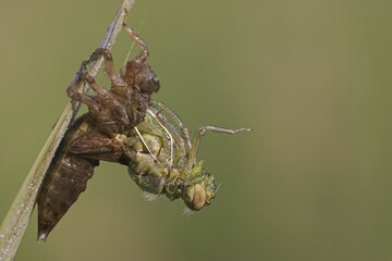 Four-spotted Chaser (Libellula quadrimaculata) hatching, eclosion, metamorphosis, Hesse, Germany, Europe