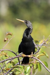 Snakebird (Anhinga anhinga), adult on the lookout, Wakodahatchee Wetlands, Delray Beach, Florida, USA, North America