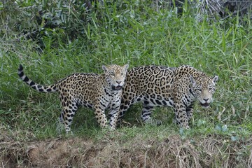 Jaguars (Panthera onca), Adult female walking with young on riverbank, Cuiaba river, Pantanal, Mato Grosso State, Brazil, South America