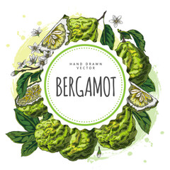 Naklejka premium Bergamot fruits, flowers and leaves sketch round label vector design, hand drawn ripe green Kaffir lime farm citrus