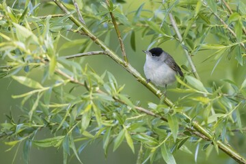 Blackcap (Sylvia atricapilla) on willow branch, Hesse, Germany, Europe