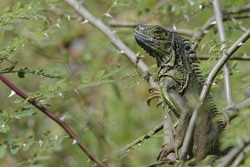 Green Iguana (Iguana iguana) in tree, Belize district, Belize, Central America