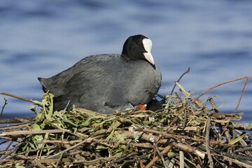 Eurasian Coot (Fulica atra), adult bird with chick in the nest by a lake, Germany, Europe