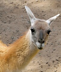 Guanaco (Lama guanicoe), animal portrait, captive, Germany, Europe