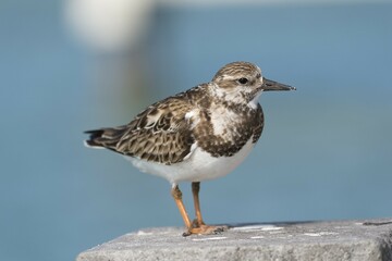 Dunlin (Calidris alpina), Florida, USA, North America