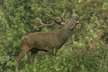 Red deer (Cervus elaphus), belling stag, rutting season, Austria, Europe