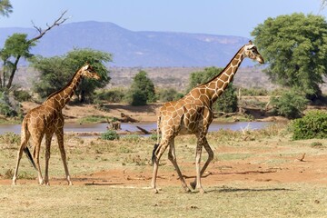 Reticulated giraffe or Somali giraffes (Giraffa reticulata camelopardalis) running along river,...