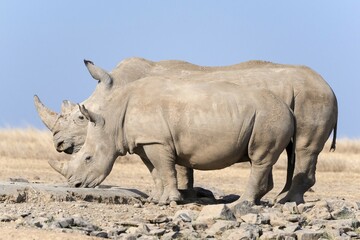 Obraz premium White rhinoceros or square-lipped rhinoceros (Ceratotherium simum) drinking, Ol Pejeta Reserve, Kenya, Africa