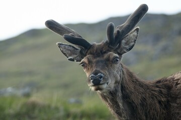 Red Deer (Cervus elaphus), Highlands, Scotland, United Kingdom, Europe