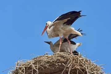 White storks (Ciconia ciconia in nest, Rust, Lake Neusiedl, Burgenland, Austria, Europe