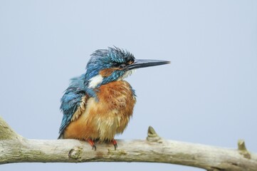 Common kingfisher (Alcedo atthis) on perch, Spree near Cottbus, State of Brandenburg, Germany,...