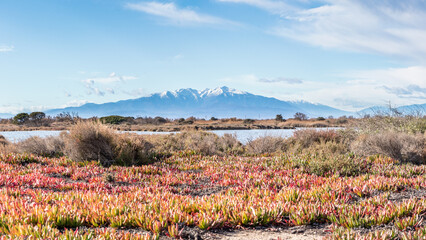 Panorama du mont Canigou . Pyrénées Orientales, Le Barcarès (66420)