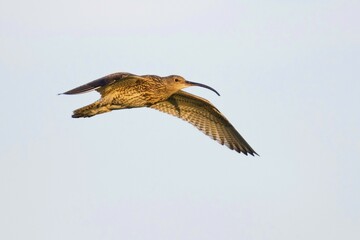 Eurasian curlew (Numenius arquata) in flight, Emsland, Lower Saxony, Germany, Europe