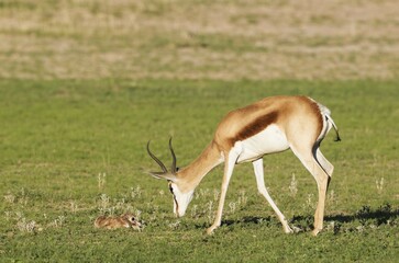 Springboks (Antidorcas marsupialis), ewe with newborn lamb, during the rainy season in green surroundings, Kalahari Desert, Kgalagadi Transfrontier Park, South Africa, Africa