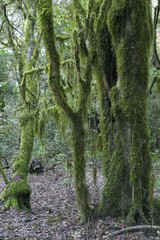 Moss-covered trees in the laurel forest, Garajonay National Park, La Gomera, Canary Islands, Spain, Europe