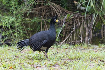 Bare-faced Curassow (Crax fasciolata), male, Mato Grosso do Sul, Brazil, South America