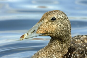 Eider (Somateria mollissima), portrait, Iceland, Europe