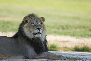 Lion (Panthera leo), black-maned male, resting, rainy season with green surroundings, Kalahari Desert, Kgalagadi Transfrontier Park, South Africa, Africa