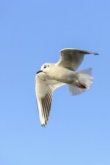 Black-headed Gull (Chroicocephalus ridibundus) in flight, against a blue sky, North Rhine-Westphalia, Germany, Europe