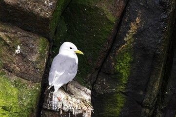 Kittiwakes (Rissa tridactyla) sitting on rock, Stø, Langoya, Vesteralen, Norway, Europe