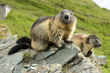 Marmot (Marmota Marmoto), High Tauern National Park, Nationalpark Hohe Tauern, Grossglockner High Alpine Road, Austria, Europe