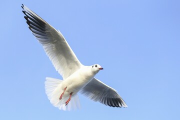 Black-headed gull (Chroicocephalus ridibundus) in flight, blue sky, Kemnade, North Rhine-Westphalia, Germany, Europe