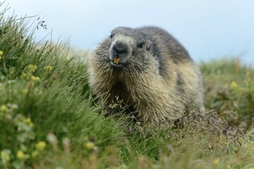 Marmot (Marmota Marmoto), High Tauern National Park, Nationalpark Hohe Tauern, Grossglockner High Alpine Road, Austria, Europe