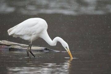 Obraz premium Great egret (Ardea alba) fishing, snowfall, Hesse, Germany, Europe