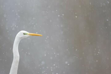 Great egret (Ardea alba), animal portrait, Snowfall, Hesse, Germany, Europe