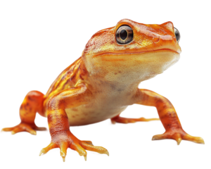 Small orange and brown frog is standing on transparent background