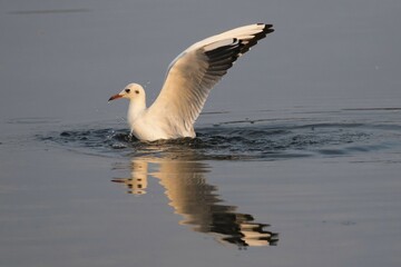 Black-headed gull (Larus ridibundus) in water with outspread wings, Schleswig-Holstein, Germany, Europe