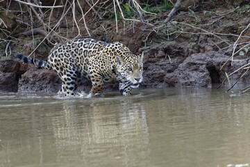 Young Jaguar (Panthera onca) walking on a riverbank and entering the water, Cuiaba river, Pantanal, Mato Grosso, Brazil, South America