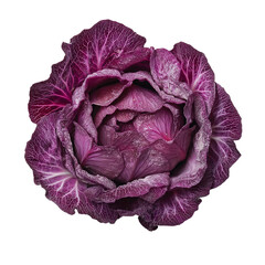 Obraz premium Vibrant Purple Cabbage Against Black Background