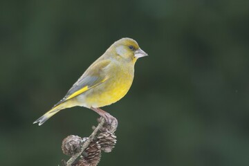 Greenfinch (Carduelis chloris), Emsland, Lower Saxony, Germany, Europe
