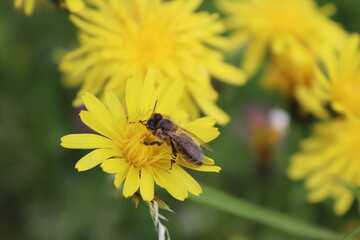 spring flowers