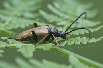 Red-brown Longhorn Beetle (Stictoleptura rubra), male, Emsland, Lower Saxony, Germany, Europe